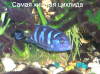 Pseudotropheus demasoni