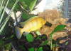 Pseudotropheus lombardo