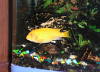 Pseudotropheus Zebra RR