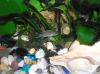 Neolamprologus brichardi