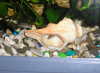 Neolamprologus brichardi