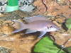 Neolamprologus brichardi