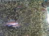 Neolamprologus brichardi