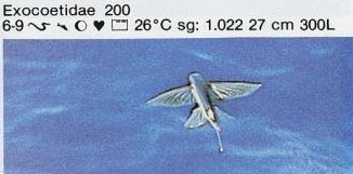Exocoetidae