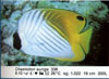 Chaetodon auriga