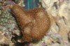 Sarcophyton aasp.
