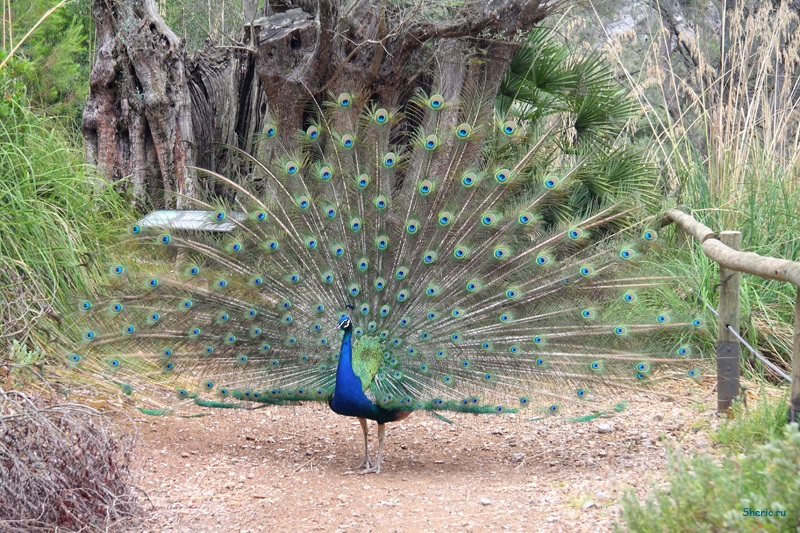 �������. La Reserva de  Puig de Galatzo.
