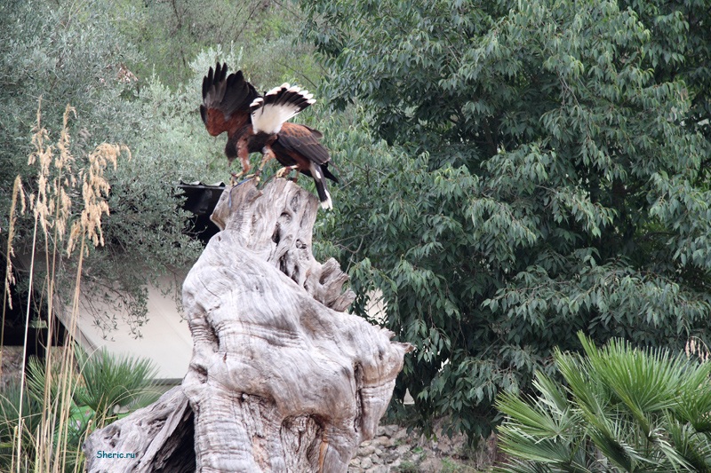 �������. La Reserva de  Puig de Galatzo.
