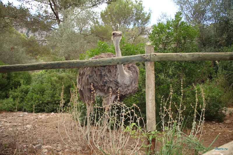 �������. La Reserva de  Puig de Galatzo.