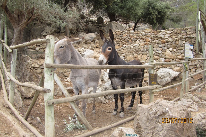 �������. La Reserva de  Puig de Galatzo.