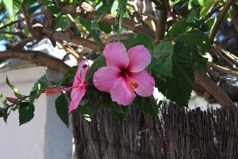 �������. Sant Elm.